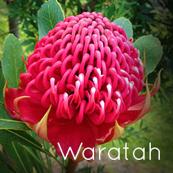 Waratah